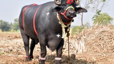 Photo of कराड येथील कृषी प्रदर्शनाच्या तयारीला वेग