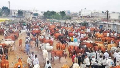 Photo of कराडचा जनावरे बाजार गुरुवारी राहणार बंद