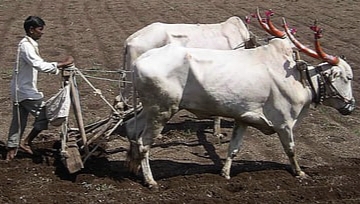 Photo of मान्सूनच्या प्रवासाची गती कमी होणार असल्यामुळे शेतकऱ्यांनी पेरणीची घाई करू नये