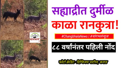 Photo of सह्याद्री व्याघ्र प्रकल्पात आढळला काळा रानकुत्रा! देशात ८८ वर्षांनंतर दुर्मीळ प्रजातीची नोंद